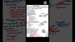 Maxillary Artery mbbs2ndyear viralshorts trendingshorts headandneckanatomy [upl. by Carola]