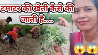 टमाटर की खेती 👌🏻👌🏻villagevlog daily blogsarojdevi [upl. by Nannah404]