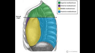 Mediastinum Anatomy [upl. by Adekan]