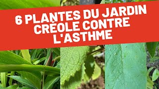 Les plantes médicinales du jardin créole pour soulager lasthme [upl. by Htebsle]