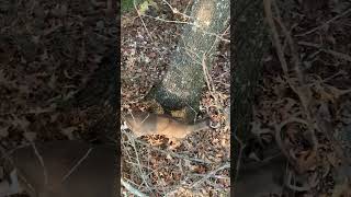 Bow hunting 8pt right under tree shorts viral youtubeshorts bowhunting hunting subscribe [upl. by Geralda]