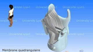 Le larynx 3  Ligaments et cordes vocales [upl. by Christabella]