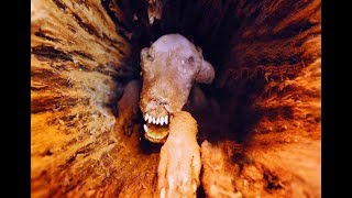 The Crazy Story of quotStuckiequot The Mummified Dog  Who Has Been Stuck In A Tree For Over 50 Years [upl. by Vannie]