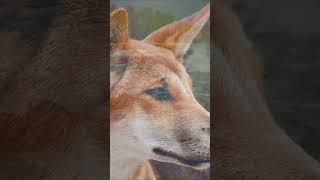 Dangerous Fraser Island  dangerousplaces island wildanimals youtubeshorts [upl. by Parthen971]