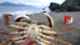 Two Huge Dungeness Crabs Crabbing in San Francisco [upl. by Annwahs]