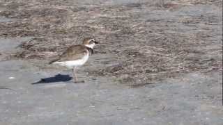 Wilsons Plover Singing [upl. by Dub]