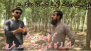 Poplar trees farming Tree farming in Pakistan Profitable farming IR FARMS [upl. by Schifra]