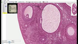 Stratified cuboidal epithelium [upl. by Simeon456]