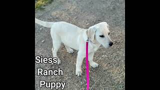 Siess Ranch Lab Puppy Reagan [upl. by Weinman]