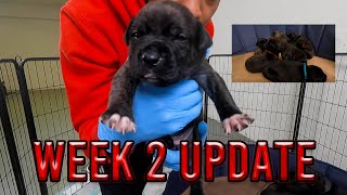 WEEK 2 UPDATE 🐶 Brindle Pitbull Puppies [upl. by Grethel]