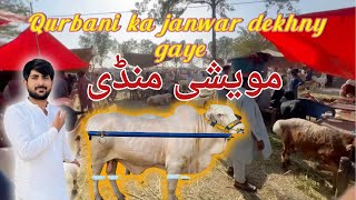 Qurbani ka janwar nahi mila 😔  baat nahi bani [upl. by Eyaf161]