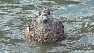 American Wigeons Purring amp Growling [upl. by Gorman58]