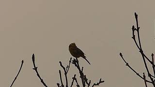 Yellowhammer [upl. by Erodisi]