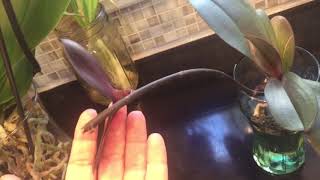 How to care for Phalaenopsis Orchids  Watering fertilizing reblooming [upl. by Owena]