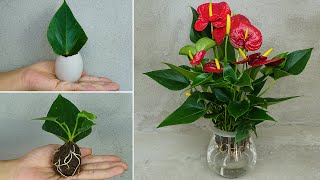 Propagation of anthurium from leaves planting anthurium in eggs 100 success [upl. by Jermaine]