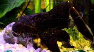 HYPOSTOMUS PLECOSTOMUS [upl. by Alon]