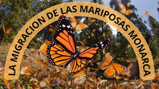 La gran migración de las mariposas Monarcas [upl. by Patt]