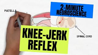 2Minute Neuroscience Kneejerk Reflex [upl. by Eseela]