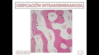 Embriología  Osificación Intermembranosa [upl. by Borras414]