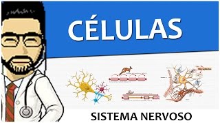 Sistema Nervoso 02  Células  Tecido  Histologia Vídeo Aula [upl. by Barvick]