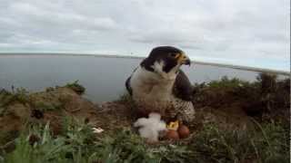 Peregrine Falcons at the Lower Kolyma Siberia [upl. by Jammie]