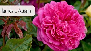 James L Austin  Rose [upl. by Rihana]