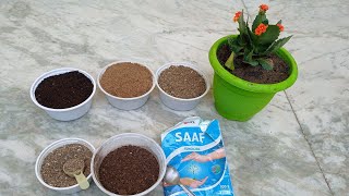 Kalanchoe plant care amp repotting from nursery pot [upl. by Akeem]