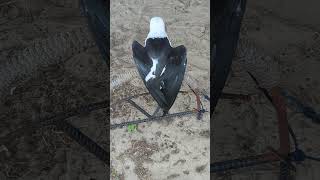 Splendid Swallowtailed Kite has White Head amp 2 Tone Grey Wings at The Avian Reconditioning Center [upl. by Dusza919]