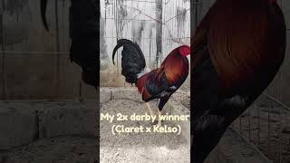 Claret x Kelso gamefowlnation rooster gamefowl [upl. by Naashar584]