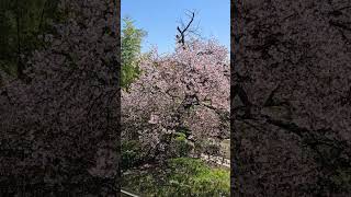 Shizuoka Atami MOA Museum Cherry blossom시즈오카 아타미 MOA미술관 벚꽃静岡 熱海 MOA美術館 桜 しだれ桜 [upl. by Lletnuahs]