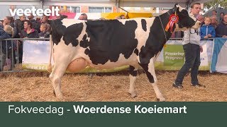 Fokveedag  Woerdense Koeiemart [upl. by Akeihsal]