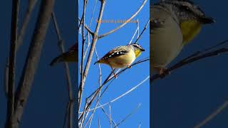 Spotted pardalote zhuzhing up those feathers birds wildlife nature [upl. by Nek]