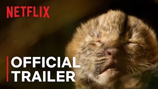 Living with Leopards  Official Trailer  Netflix [upl. by Arednaxela276]