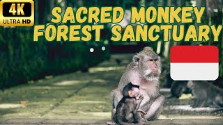 【4K】Best Things to Do in Bali  Sacred Monkey Forest Sanctuary  60 fps [upl. by Davidoff]