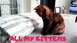 TORTIE KITTY CAT YOGI  CUTENESS OVERLOAD [upl. by Dweck]