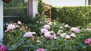 Sarah Bernhardt herbaceous peony  Spring 2022 [upl. by Siradal]