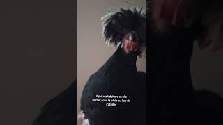 Elle est complètement malade cellelà 😱 poussin poulet mignon [upl. by Ahsikcin351]