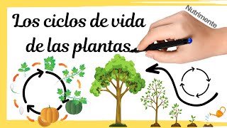 Los CICLOS de VIDA de las PLANTAS Alternancia de generaciones [upl. by Iover]