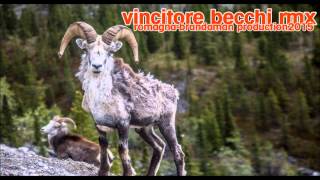 vincitore becchi remix [upl. by Esital75]