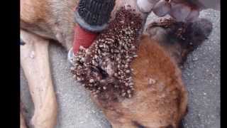 Worst Tick infestations ever  10 Facts About Ticks [upl. by Kyred]