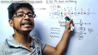 VDJ recombination explained in Hindi  Antibody class switching in Hindi [upl. by Winson]