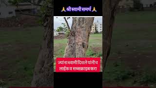 😱😱😍😍भाग्यवंतांना झाडांमध्ये स्वामी दिसतीलshortsfeed shreeswamismarth trending shorts viral [upl. by Brass]