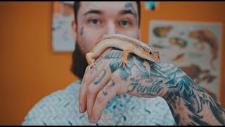 Schneider Skink The Greatest Pet Lizard [upl. by Evannia]