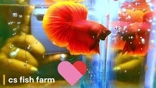 Red betta fish [upl. by Ysteb]