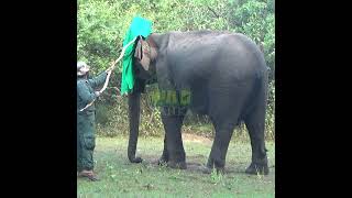 Wildlife team getting ready to put a collar on the elephant  野生動物チームが象に首輪をつける準備をしている  elephant [upl. by Jessie]