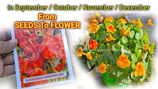 Nasturtium Plant From Seeds To Flower Update  Nasturtium Plant From Seeds How To Grow [upl. by Auqeenwahs]