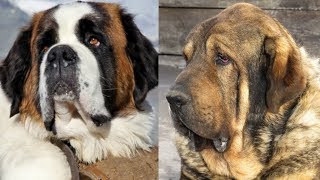 Top 10 razas de perros mas pesados y grandes del mundo [upl. by Dilaw]