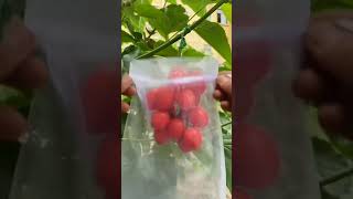 Fruit and Vegetable Mesh Bag bag help the agriculture rural areas and farmers hotsale [upl. by Hnahym]