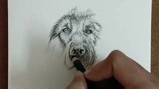 Complete German Shepherd Realistic Drawing 🎀 [upl. by Yahsal]