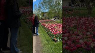 Keukenhof gardens 2024lisse netherlands keukenhofgardens [upl. by Notwal247]